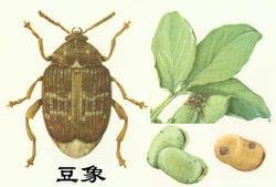 豆象