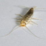 衣鱼虫